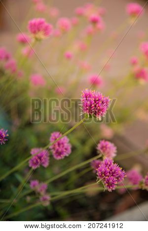 Gomphrena globosa or Fireworks flower. Violet flower in the hard sunlight.