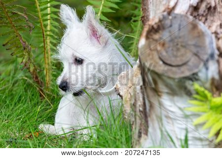 Purebred adult West Highland White Terrier dog on grass in the garden on a sunny day. Puppies are played on the lawn