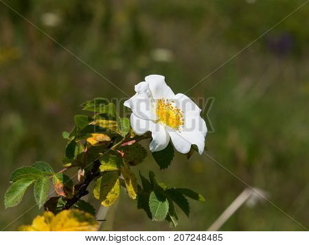 Blooming wild rose white flower macro shallow DOF selective focus shallow DOF.