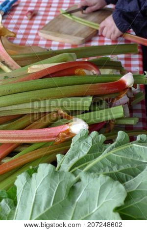 Rhubarb