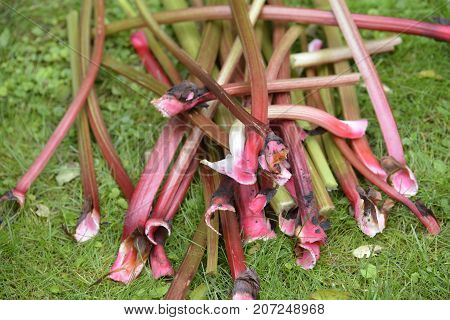 Rhubarb