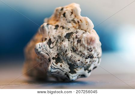Close-up on a seashell. Shallow depth of field.