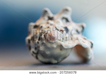 Close-up on a seashell. Shallow depth of field.