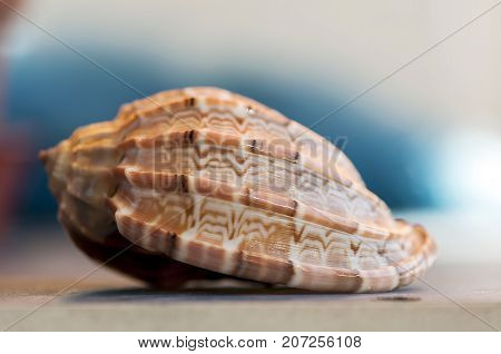Close-up on a seashell. Shallow depth of field.