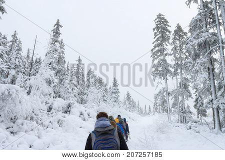Group of some people on winter hike in mountains, backpackers walking on snowy forest in Taiga.
