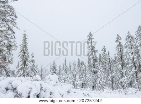 frosty pine trees on the background of taiga forest and hills under snowy sky.