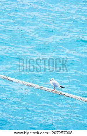 Seagull on the rope. Ship rope. Sea port. Jetty.