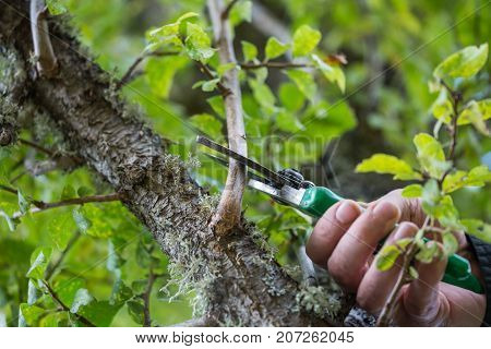 Autumn Agricultural Works, Orchard Maintenance, Branching On Fruit Trees, Agricultural Scissors And