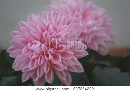 Magnificent flowers of pink color. Beauté of nature.
