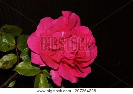 Beauty of the nature, a beautiful pink flower.