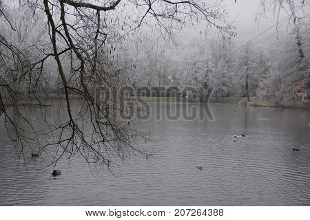 Icy winter landscape. Branches surrounded with hoarfrost.