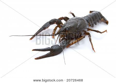 Ųķčnķch Astacus leptodactylus. Úzký Drápal raků na bílém pozadí.