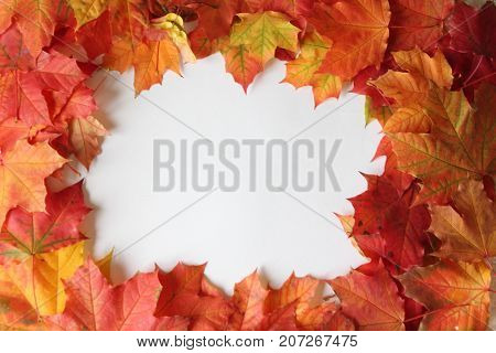 square frame of maple 
colorful autumn leaves