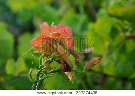 Beautiful flowers of colors orange. The nature is magnificent.