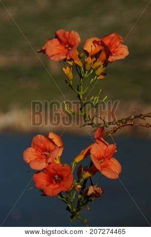 Beautiful flowers of colors orange. The nature is magnificent.
