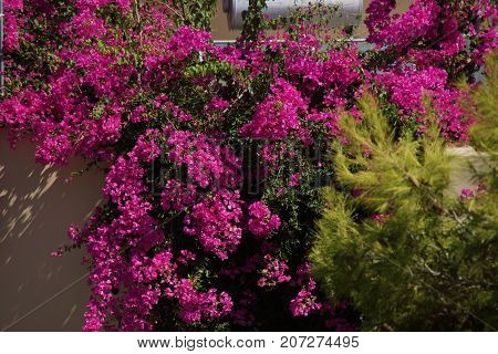 Explosions of beautiful flowers, with deep colors.