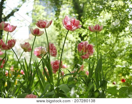 Wild Flowering Tulips
