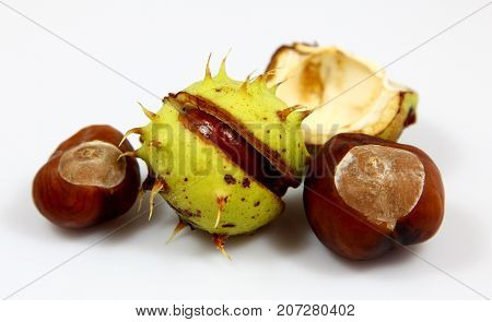 Chestnuts that have fallen from the tree on a white background