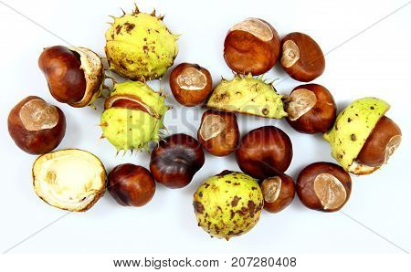 Chestnuts that have fallen from the tree on a white background