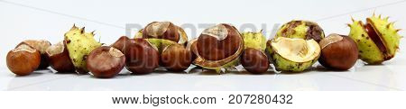 Chestnuts that have fallen from the tree on a white background