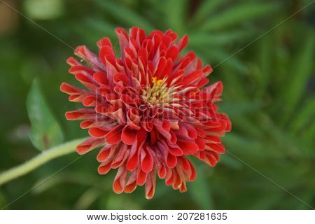 Beautiful red flower, which represent the beauty of the nature.
