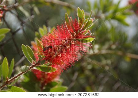Beautiful red flower, which represent the beauty of the nature.