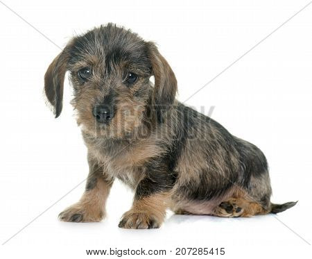 puppy Wire haired dachshund in front of white background