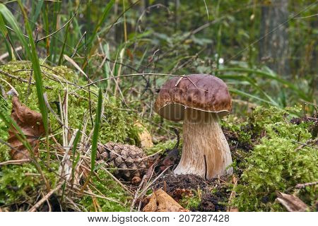 One Brown Mushroom, Lurid Bolete, In The Woods.