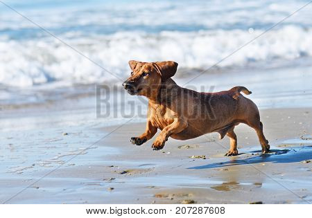 brown dachshund running on the beach in septembre