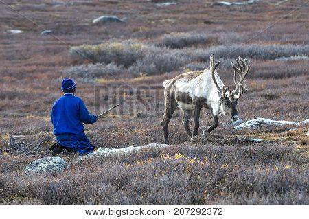 nomad man with his reindeer in northern Mongolia