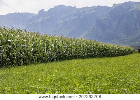 Switzerland August 2017 field corn green field corn in the mountains a cornfield in Switzerland summer field