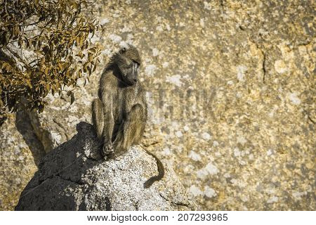 African bush elephant in Kruger national park, South Africa ; Specie Papio ursinus family of Cercopithecidae
