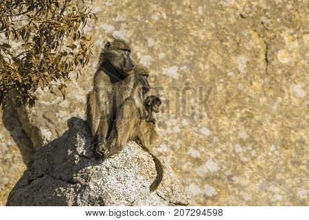 Chacma baboon in Kruger national park, South Africa ; Specie Papio ursinus family of Cercopithecidae