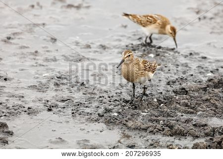 Pectoral Sandpiper