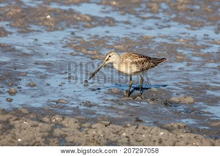Long Billed Dowitcher