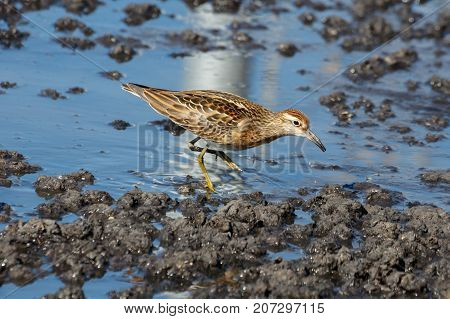 Sharp Tailed Sandpiper At Richmond Bc Canada 2017 Sep.