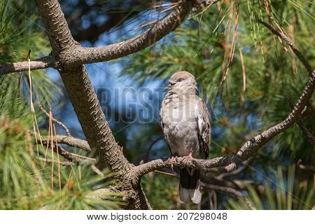 White Winged Dove