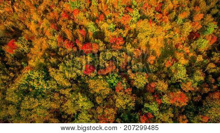 Aerial drone view of stunning colorful autumn fall forest. Drone Aerial View Concept.