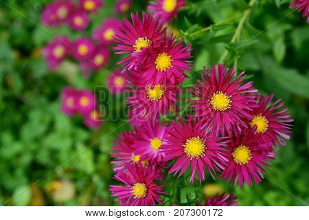 Autumnal Magenta Michaelmas Daisies