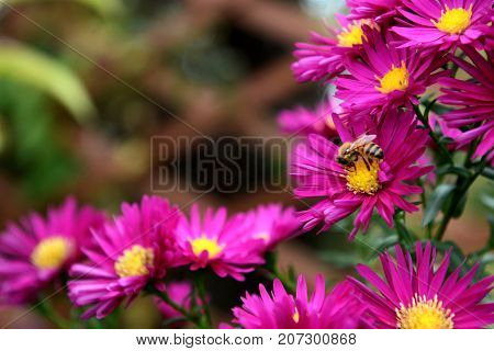 Honeybee Taking Pollen And Nectar From Pink Michaelmas Daisies