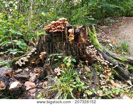Tree stump with mushrooms and green moss in the forest
