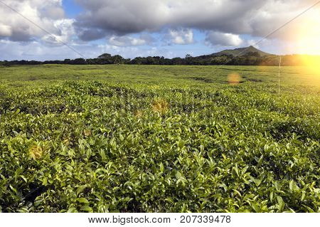 Tea plantation (Bois Cheri) in the foothills. Mauritius