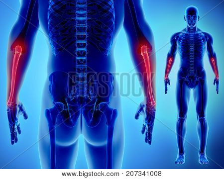 3D Illustration Of Ulna, Medical Concept.