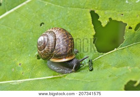 snail (Gastropoda Helix pomatia ) on a leaf of a burdock