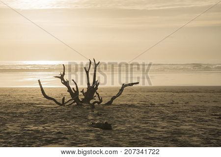Sunset at the beach with a tree snag in front of the beach.