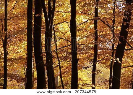 Autumnal Beech Forest