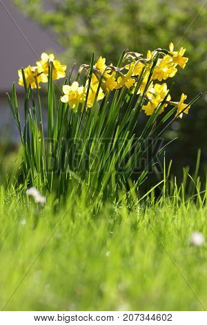Daffodils