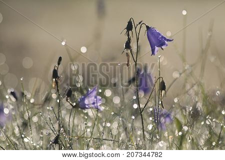 Bell Flower (campanula Rotundifolia) With Morning Dew At Engenhahn Hesse Germany