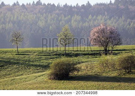 Spring Trees In The Taunus Mountains Near Engenhahn Hesse Germany