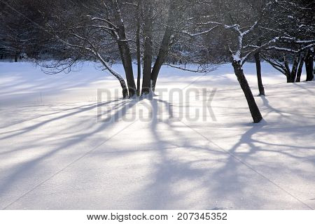 Snow Covered Wintry Forest